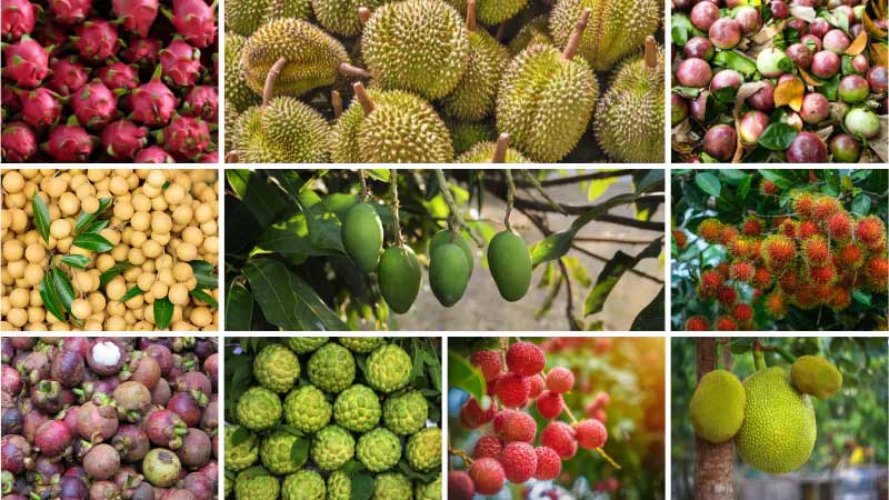 Dịch vụ gửi trái cây đi Mỹ uy tín, giá rẻ, không lo hư hỏng