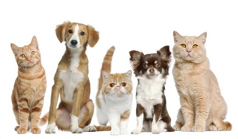 Những thứ không được mang vào Úc theo quy định mới nhất