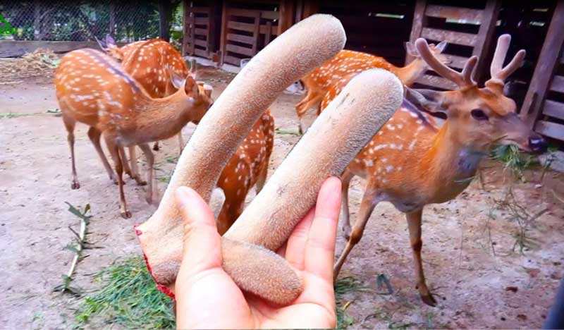 Danh sách những thực phẩm được mang qua Úc 2026